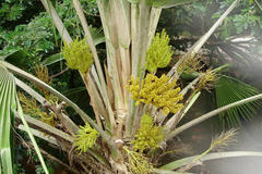 Pritchardia pacifica